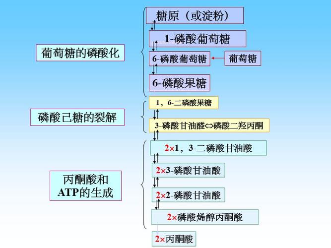糖异生09ppt课件