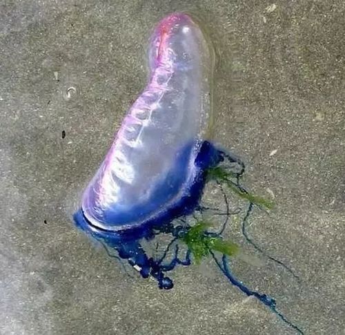 水母伤人需要警惕