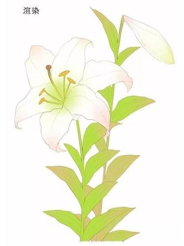 百合花简笔画步骤图解,手绘百合花的方法