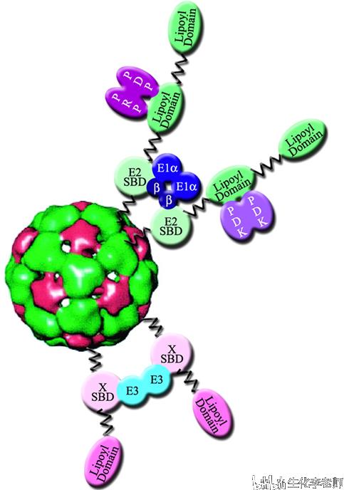 丙酮酸脱氢酶的结构,功能与相关疾病