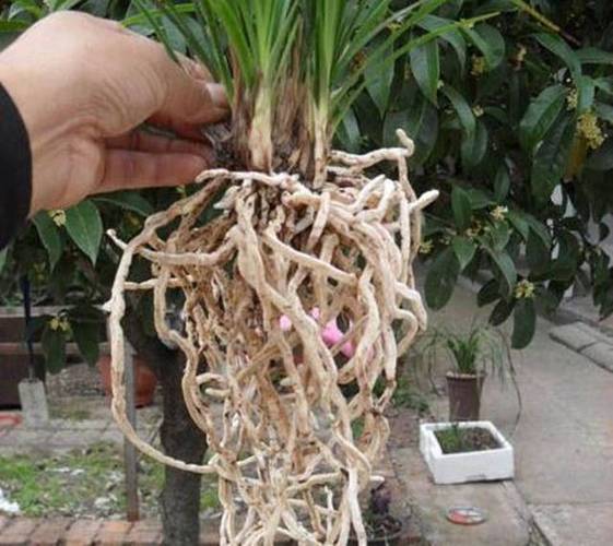兰花根