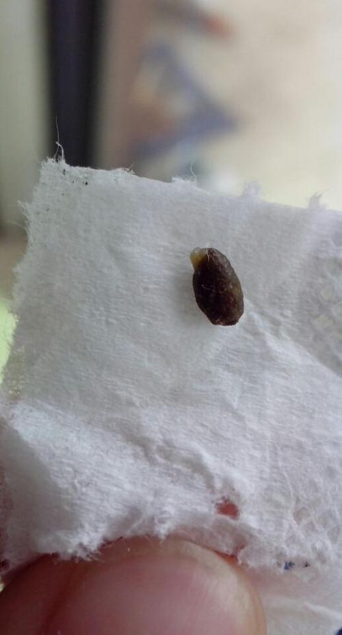 我家仓鼠到底是得了湿尾还是软便,求解