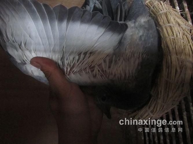 看腋下羽毛判断幼鸽离巢【图】