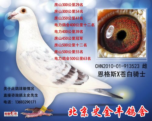 恩格斯x苍白骑士_北京史金丰鸽舍_ag188.com爱鸽商城