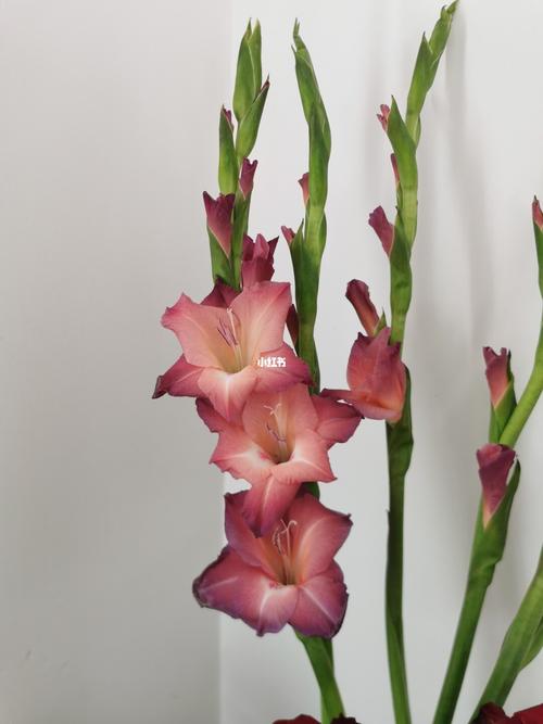 我养过的剑兰上