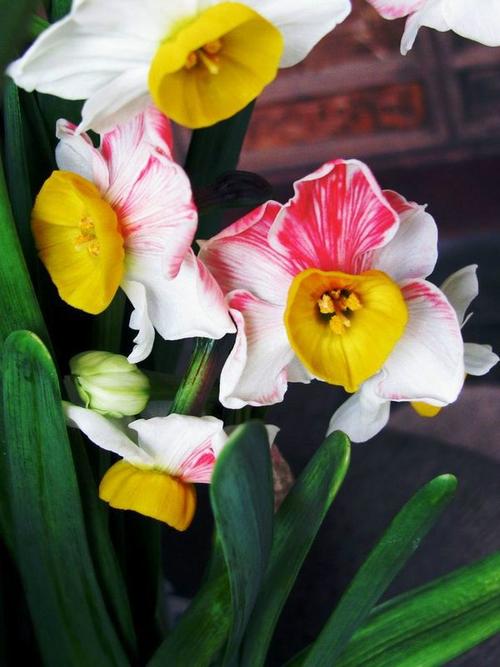 摄影 百花物语——水仙花