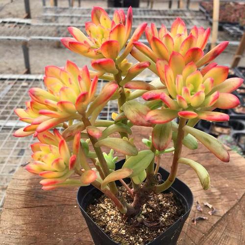 锦多叮当肉小铃铛植物红稚莲锦多肉老桩群生多肉植物