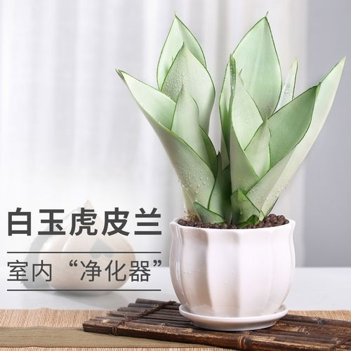 白玉虎皮兰盆栽室内净化空气植物办公室四季吸甲醛耐旱好养活植物