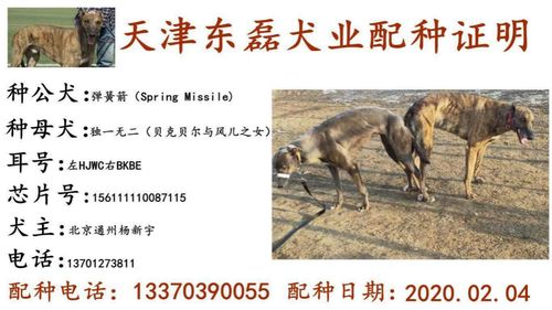 杨新宇的格力犬种母独一无二使用宁河东磊犬舍的格力犬种公弹簧箭配种