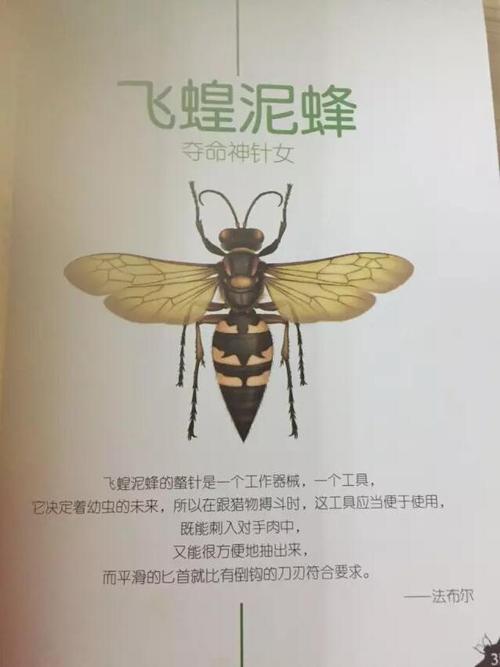 法布尔昆虫记飞蝗泥蜂夺命神针女