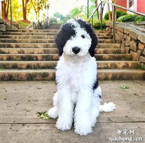 这只超可爱的巨贵宝宝火了!网友:这是奥利奥口味?