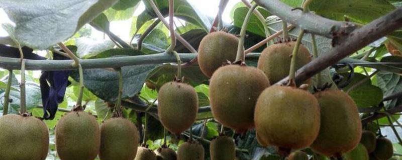 华优猕猴桃苗价格多少钱一棵