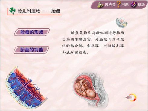 [妇产科学] 妊娠生理: 胎盘的形成