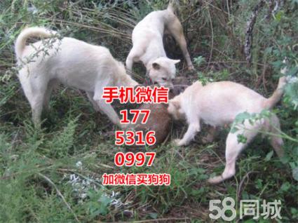 出售下司犬 精品下司 下司犬价格质量保证