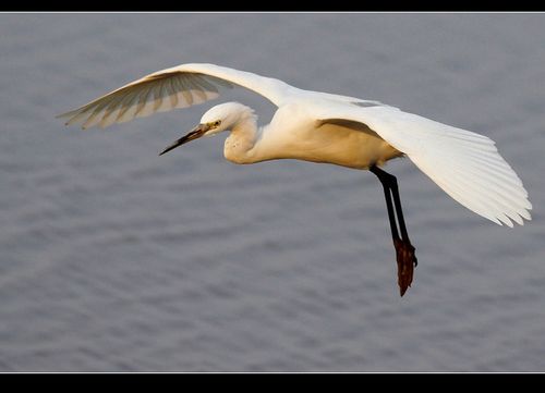 拍白色鸟类要注意避免过曝