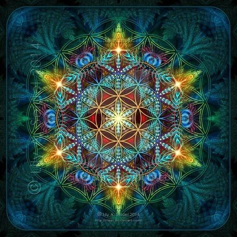 璜的相册生命之花