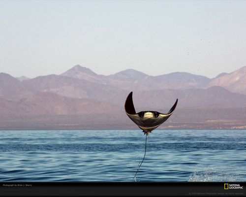 1,manta ray, mexico, 2007 / 墨西哥 蝠魟, 2007年