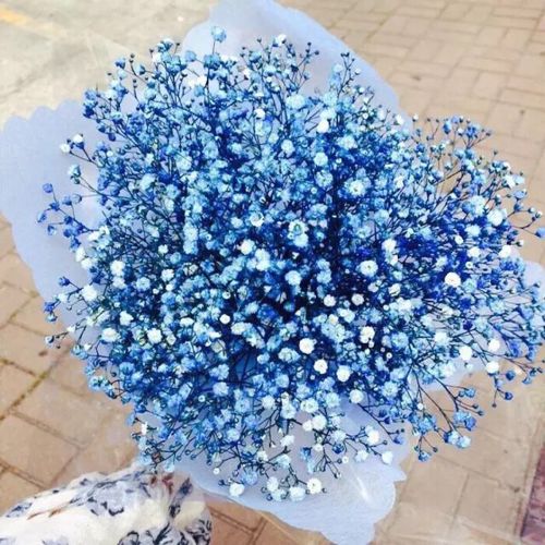 满天星 花语为:清纯,关怀 情感上,代表着"甘愿做配角的爱".