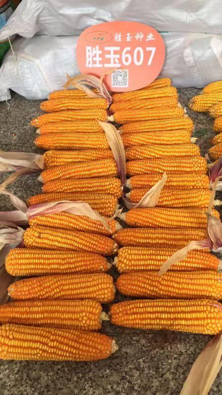 胜玉607,籽粒饱满,产量高