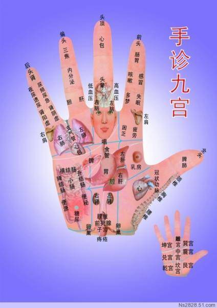 标准手诊图手部全息反射区值得收藏