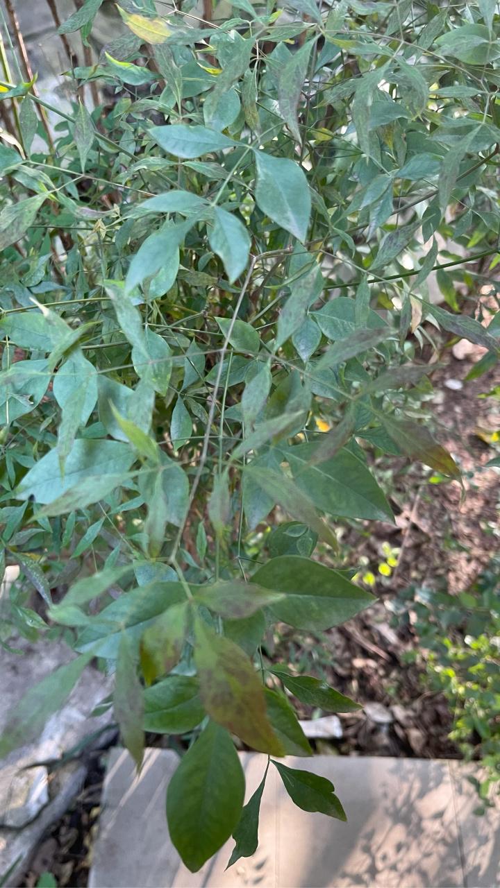 这是"化狗儿"的叶子吗,以前在老家很多,现在都不怎么认识,你们泡开水