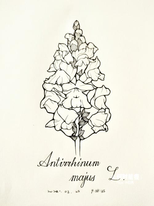 金鱼草手绘_手绘_阴影_文化_绘画