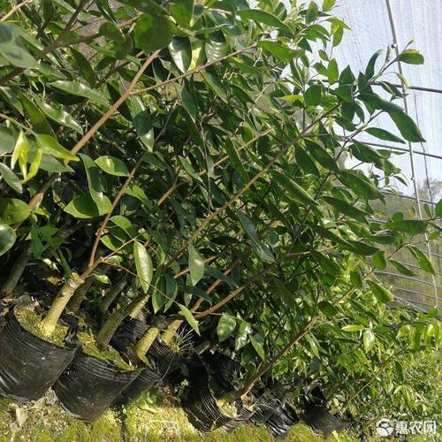 [奇楠沉香树批发]奇楠沉香树 沉香树奇楠树绿奇楠土奇楠价格60元/棵