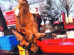 "昨天上午,即墨多名市民反映,在即墨蓝鳌路西侧,有商贩当街叫卖野兔子