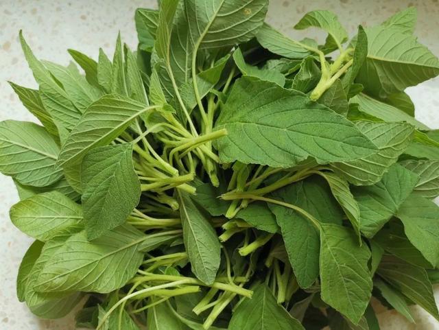野菜有哪些常见品种农村100种野菜图片好文