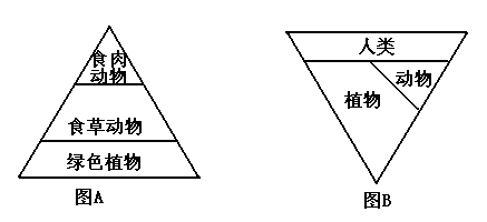 图a为自然生态系统的生态金字塔,图b为城市生态系统(属于人工生态系统