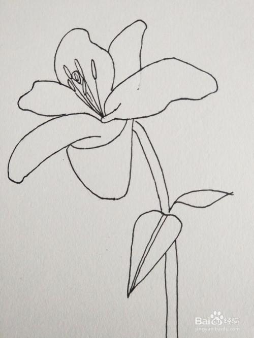 怎么画百合花?