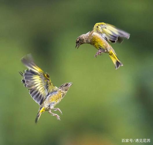 哎呦喂,两只吵架的小鸟,发生什么大事了啊