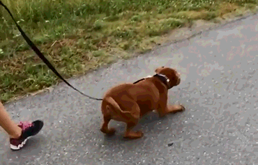 小狗总叫的原因是什么原因小狗晚上一直叫是什么原因