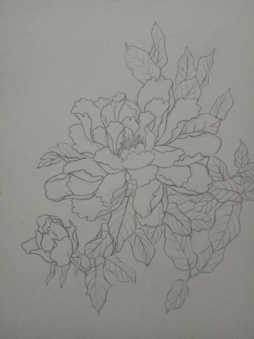 牡丹花素描牡丹花素描画