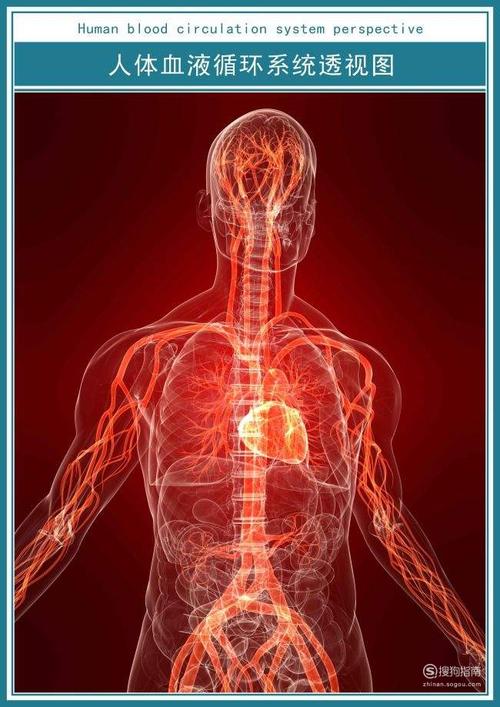 血液循环原理