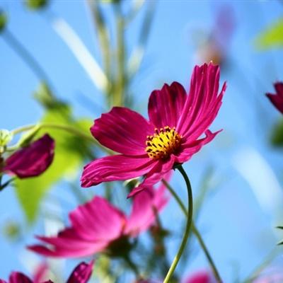 清新花朵头像好看淡雅唯美的波斯菊图片