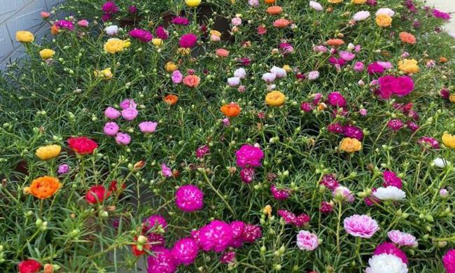 养太阳花选重瓣"冰紫",花期长,养护简单,室内阳台均能