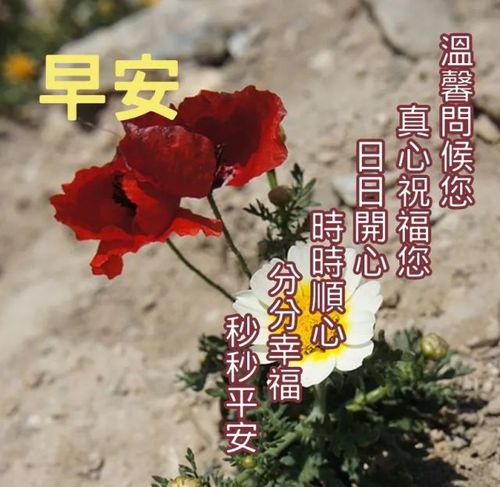 早上好问候语图片大全 朋友早安祝福语