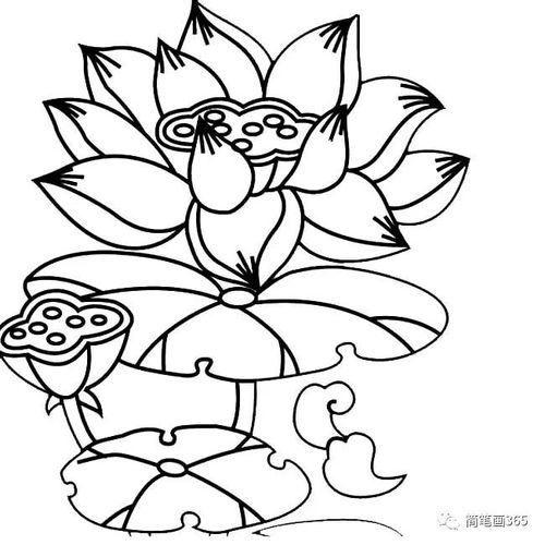 线条边框简笔画图片大全荷花简笔画儿童简笔画大全