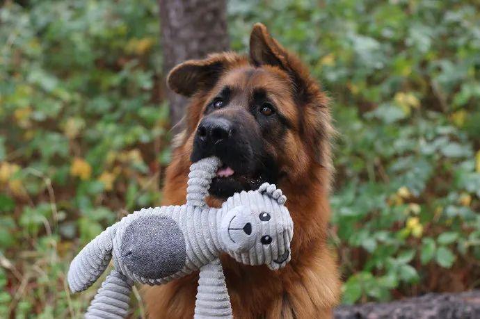 54只警犬被公开拍卖,得知原因后,大家笑了哈哈哈!