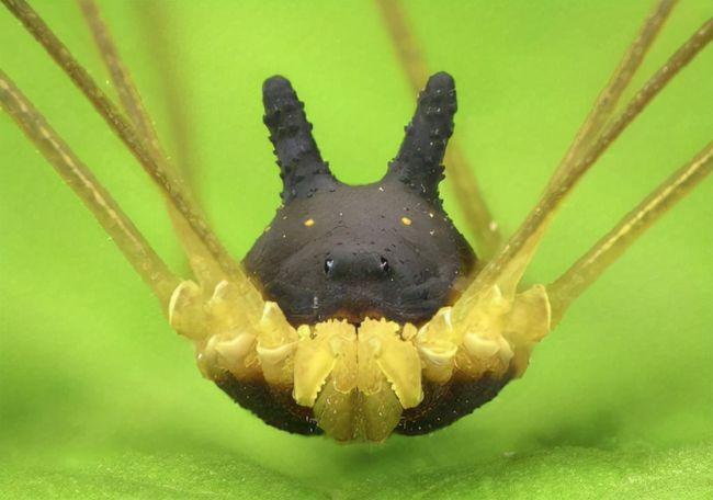 结网,但其实有一种蜘蛛既没有毒,也不会吐丝结网,它们就是兔子盲蛛