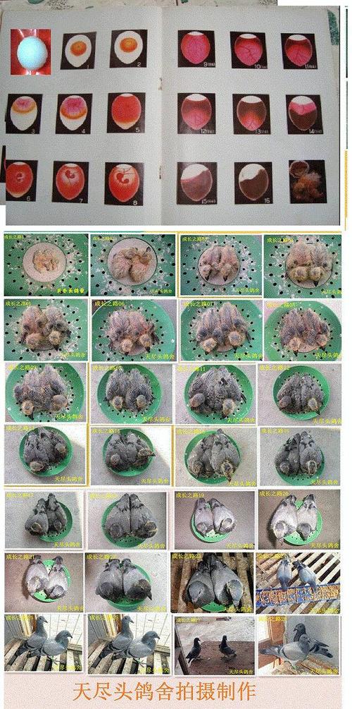 谁能发鸽子从出生到长大的图片给我谢谢