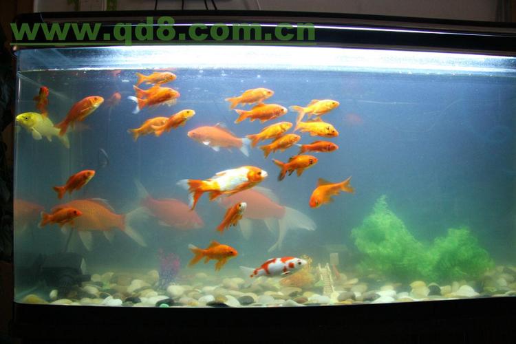 维修大中小型鱼缸清洗鱼缸水族箱假山风水球调理水质
