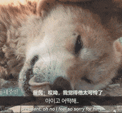 海岛版忠犬八公的故事如果你不回来我就在海上当块望主石吧