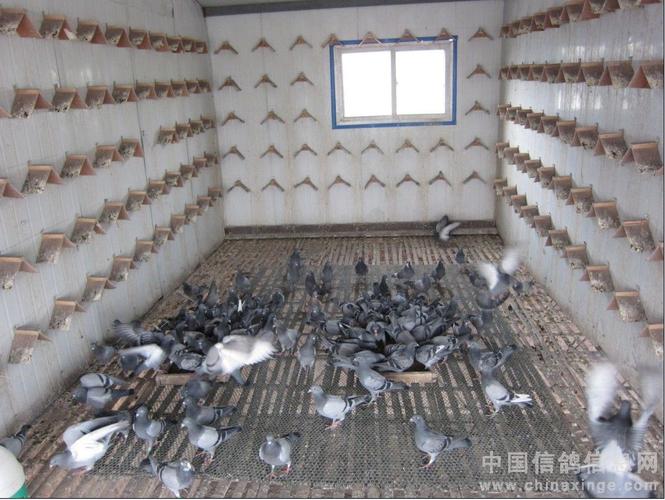 鸽子晒笼图片
