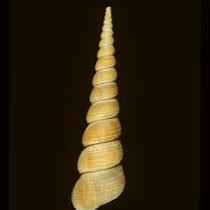 【锥螺】介绍,锥螺优点,缺点,锥螺怎么样-食材介绍