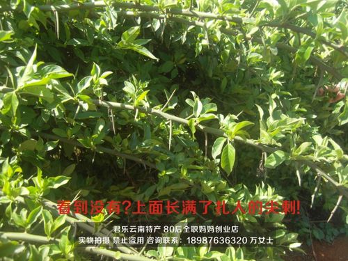 热卖云南文山野生青刺尖茶500g 清热祛火凉血收敛 农家自制不满意包退