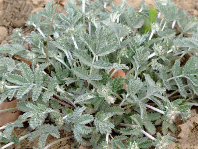 翻白草别名的功效与作用