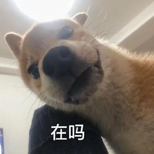 表情包丨托腮腮(动态版)