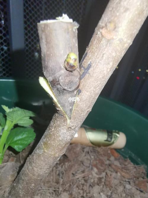 无花果 嫁接_无花果_家居家装_家居装饰